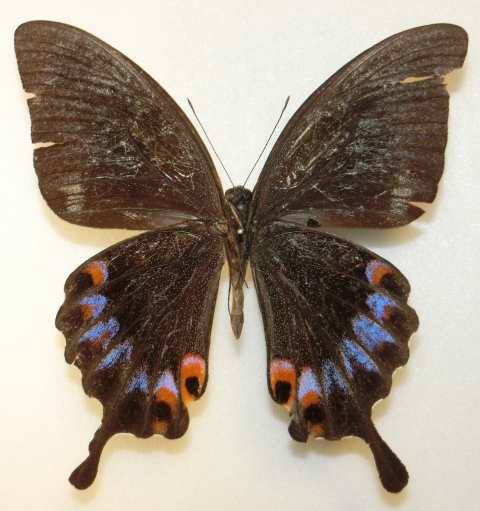 Papilio karna irauana (Aberration, Philippines) (Internet Image property of respective owner, non-commercial use only)